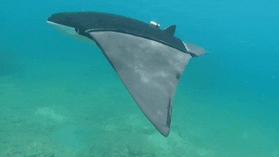 科技前沿这是魔鬼鱼你再看看