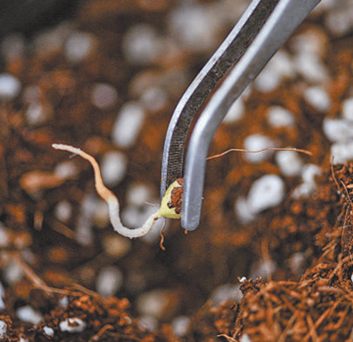 太空种子创造逾千亿元直接经济效益