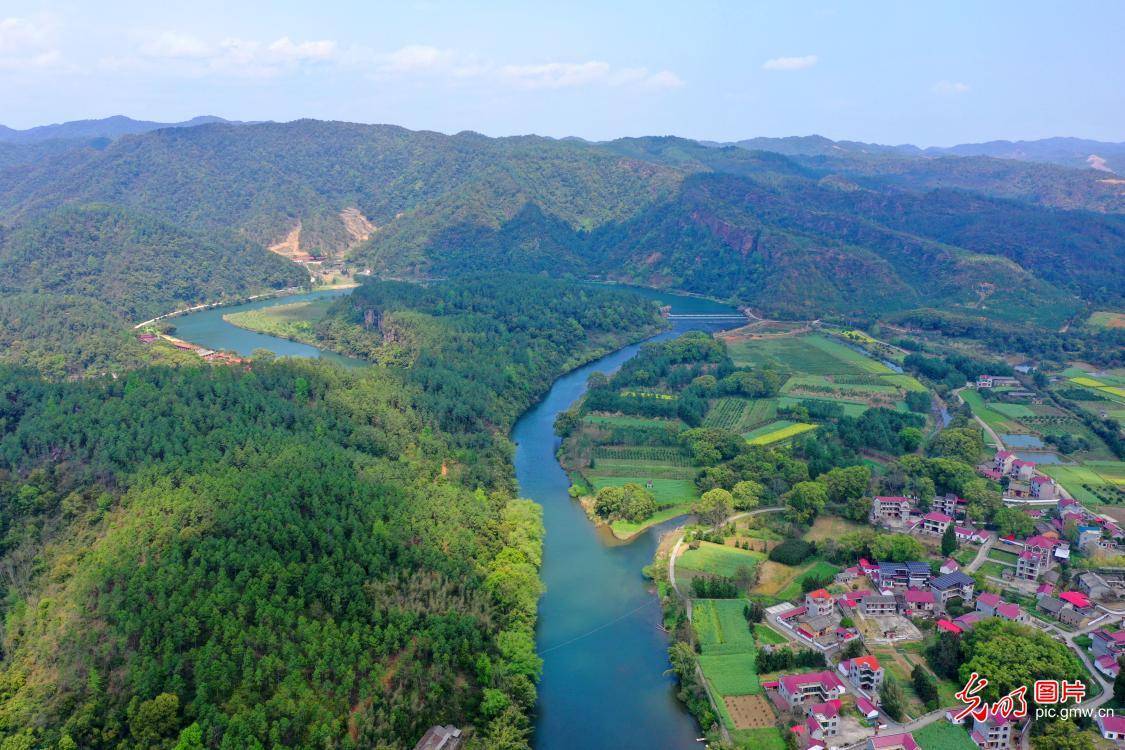 2024年3月29日,安徽省芜湖市三山经济开发区峨桥镇响水涧村,金灿灿的