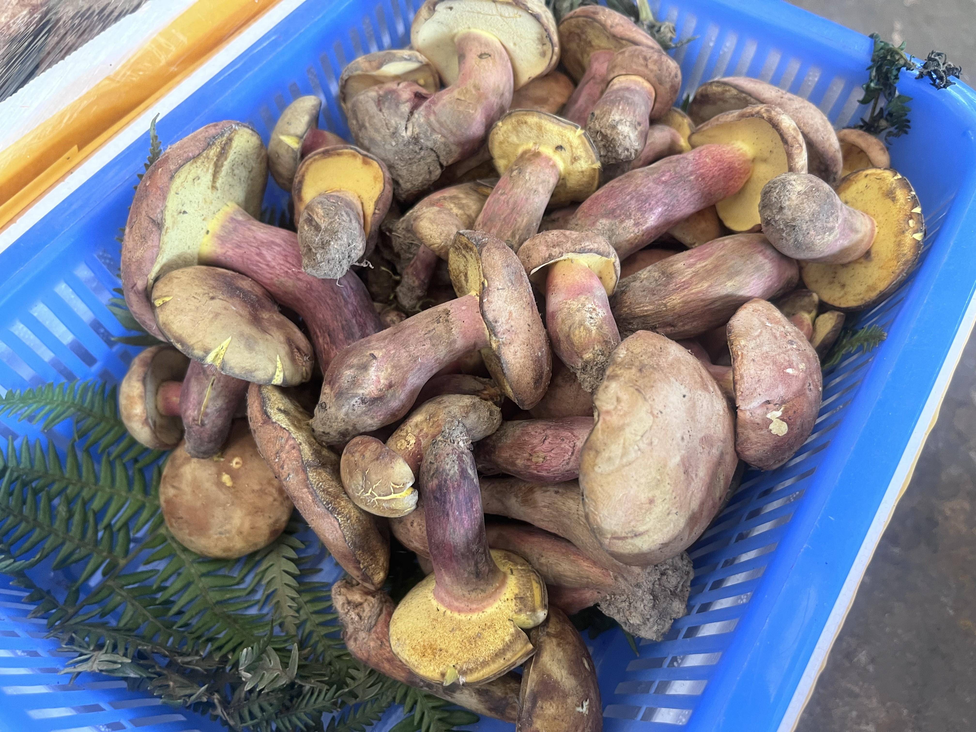 昆明上市今年第二批见手青，1400-2000元/公斤_花市场_鸡枞_铜绿