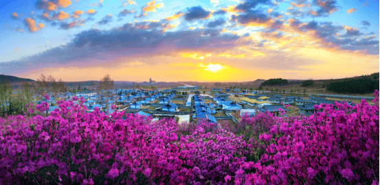 延边646464开～了~公主请赏花