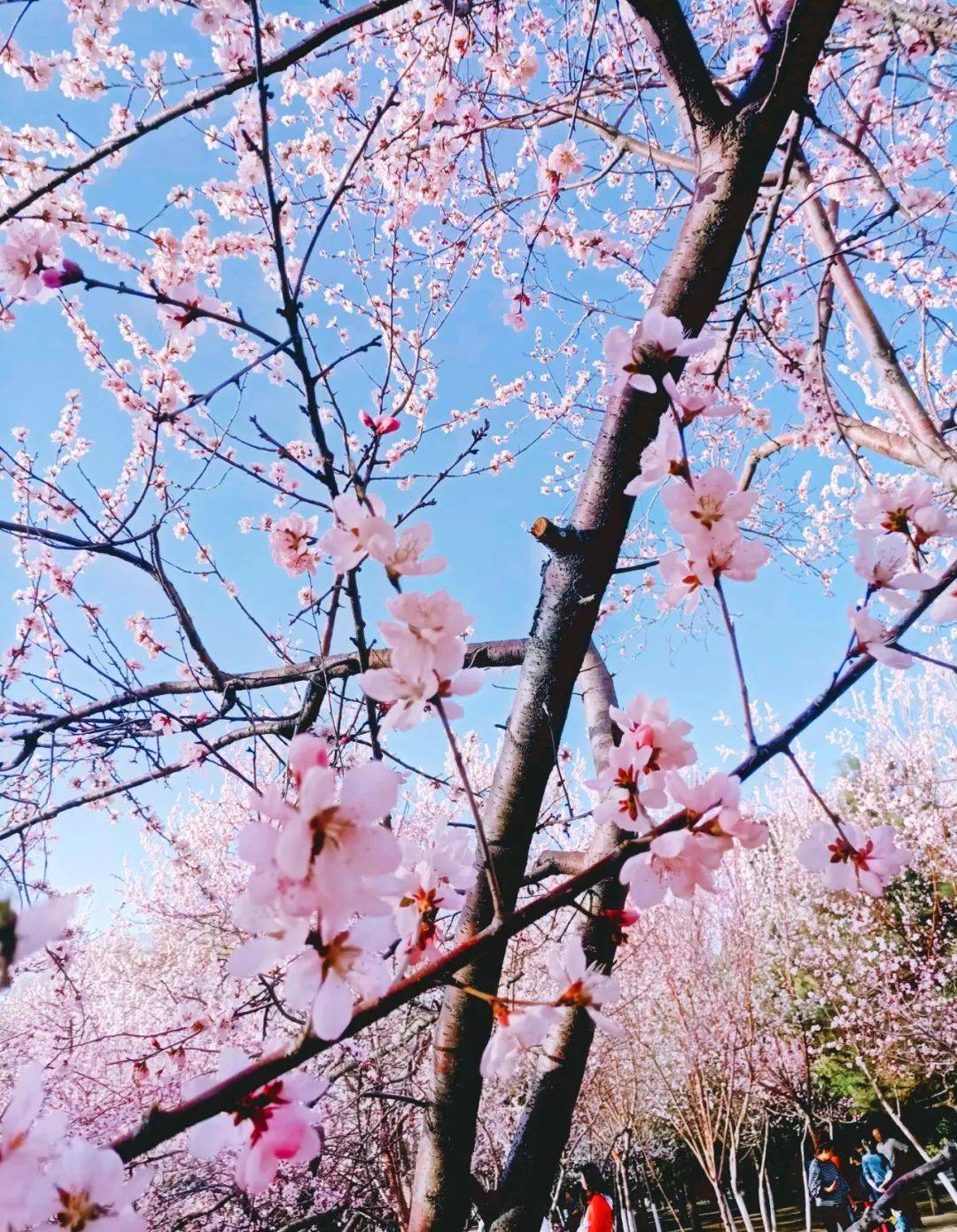 地点_公园_桃花