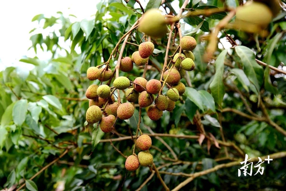 又到荔枝季!"科技一号"荔枝"抢鲜"采摘上市