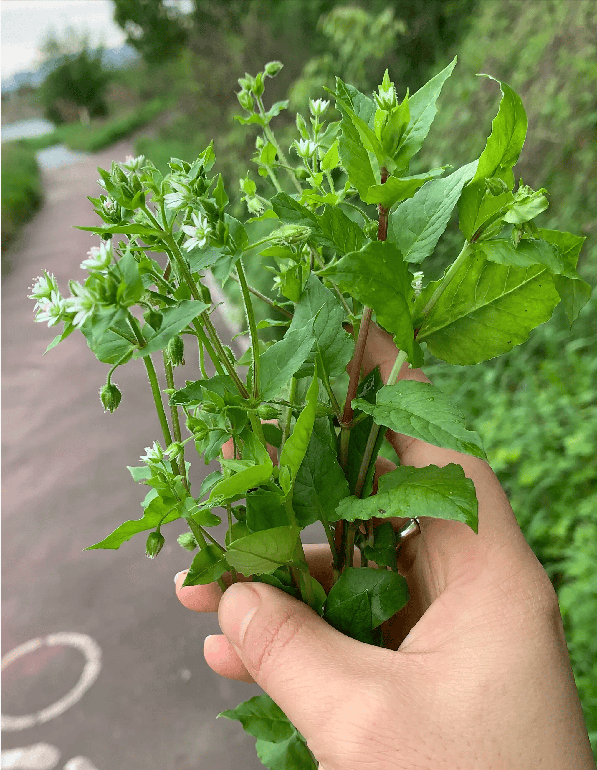 云南猪鼻子草图片图片