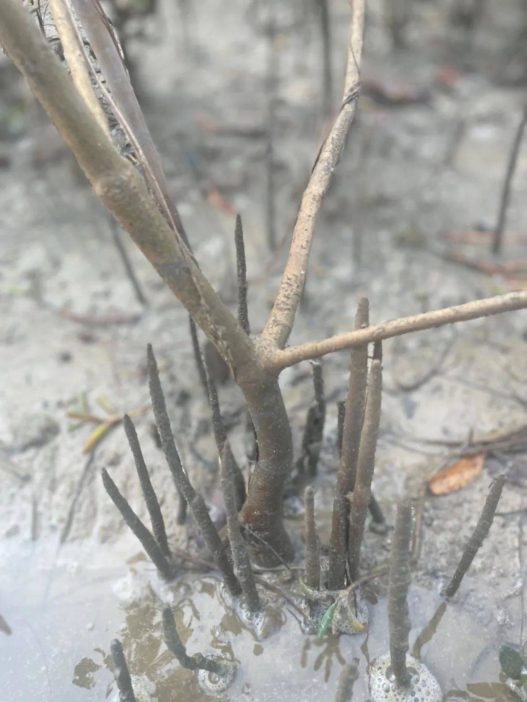 虽然晚了一个月但今年去海边的红树林种了树