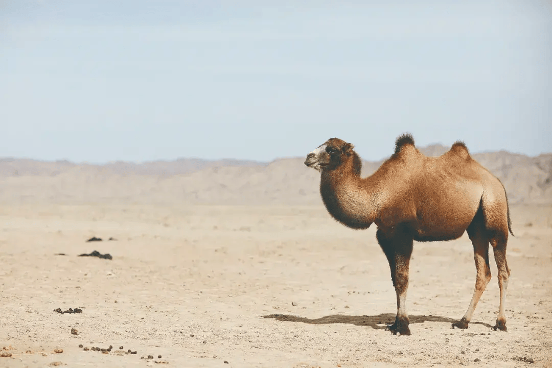 当一位中国遥感科学家跨界拯救濒危动物野骆驼