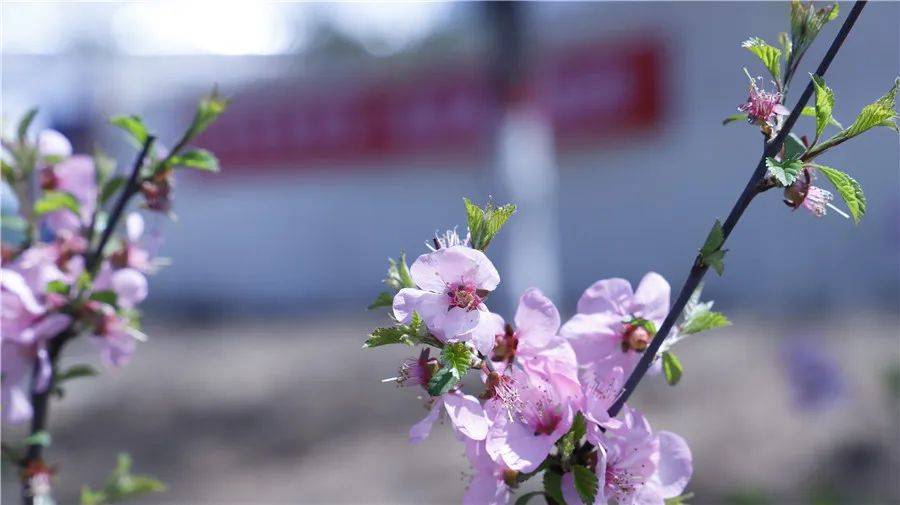 摄影作品|春景媚人