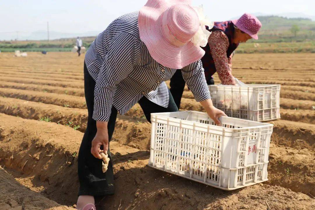 67万德街道:特色种植带来幸福好"姜"来_生姜_官庄村_群众