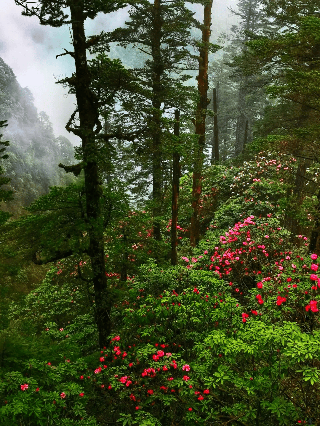 瓦屋山珙桐杜鹃季来啦!万亩高山花海,游十里醉美画廊