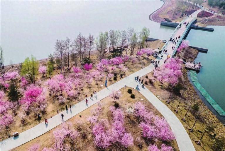 因花火热因花出圈绚烂春花成为太原新名片