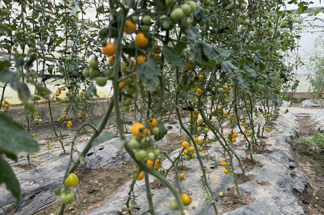 美好番倍颜值口感都很赞的宝山小番茄来啦