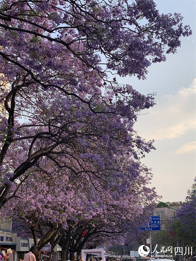 春季专属浪漫!四川西昌蓝花楹惊艳绽放