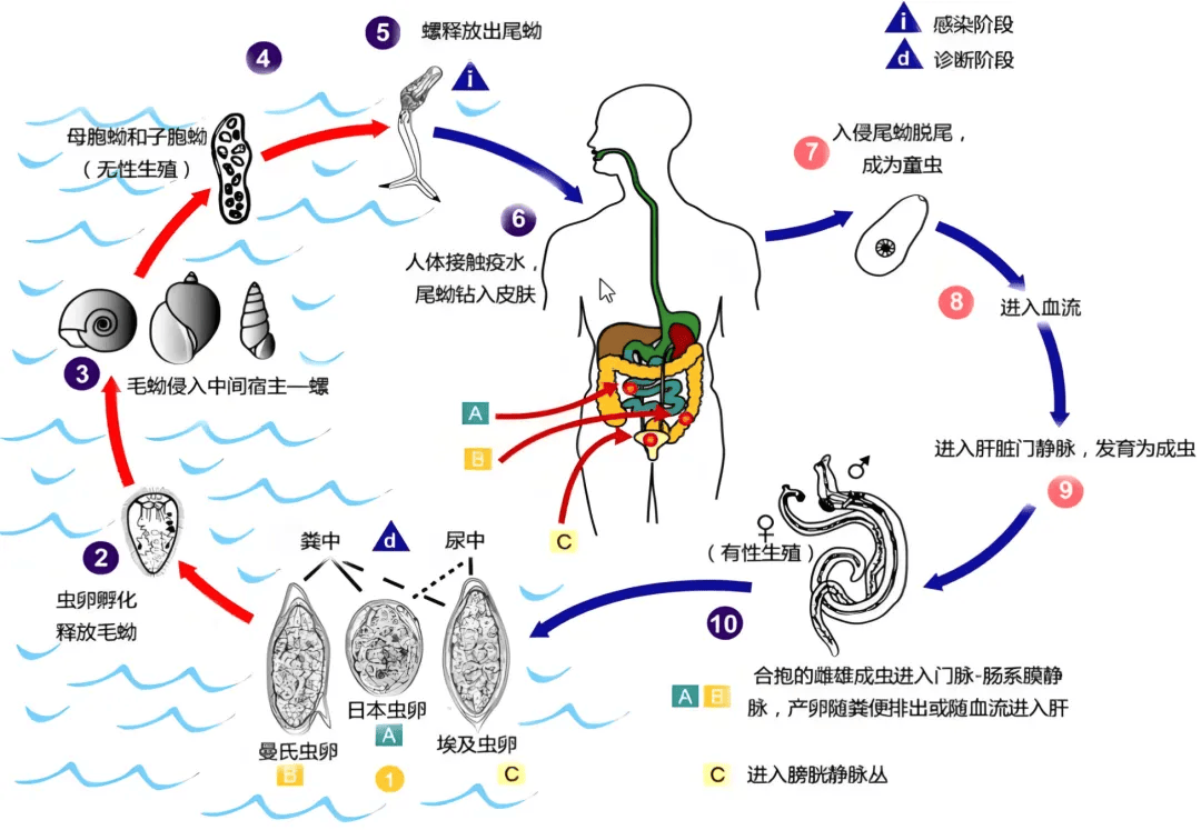 我国流行的是由日本血吸虫感染引起的日本血吸虫病,属法定乙类传染病.