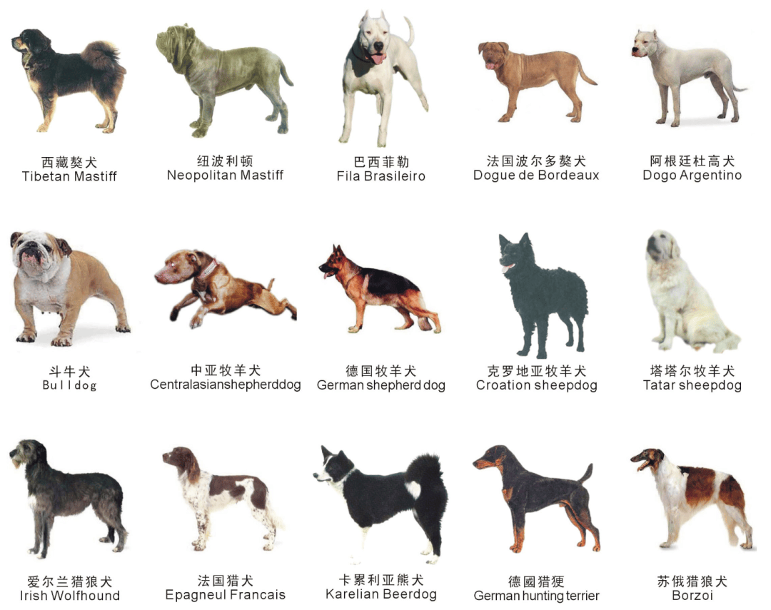 巴西菲勒犬价格图片