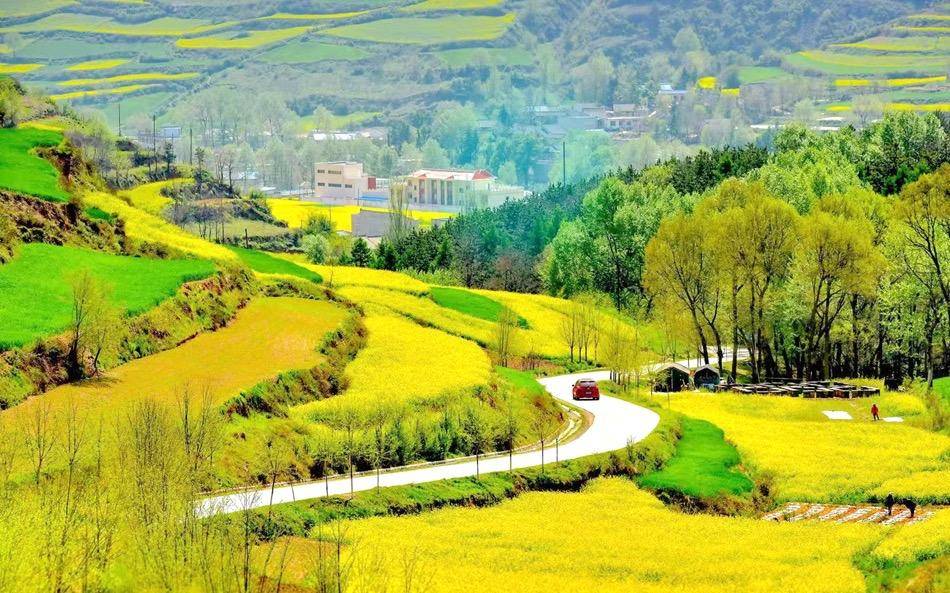 武山县油菜花图片