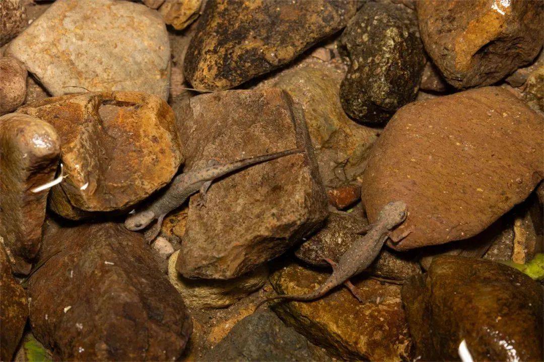 赛先生在线 | 蝾螈的"容光"