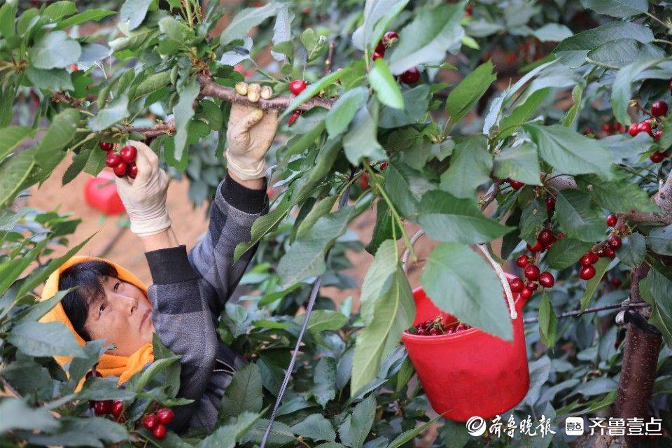 图集|硕果累累!烟台大棚樱桃抢"鲜"上市