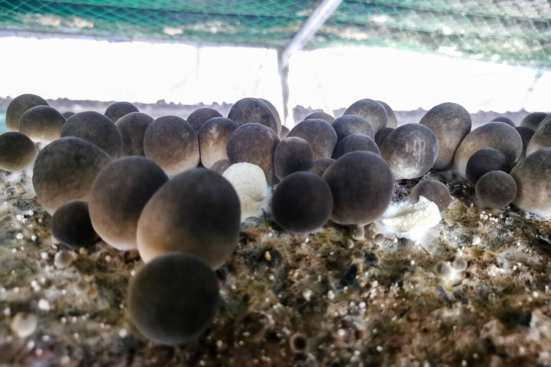 助力乡村振兴 草菇带来新"蘑"力