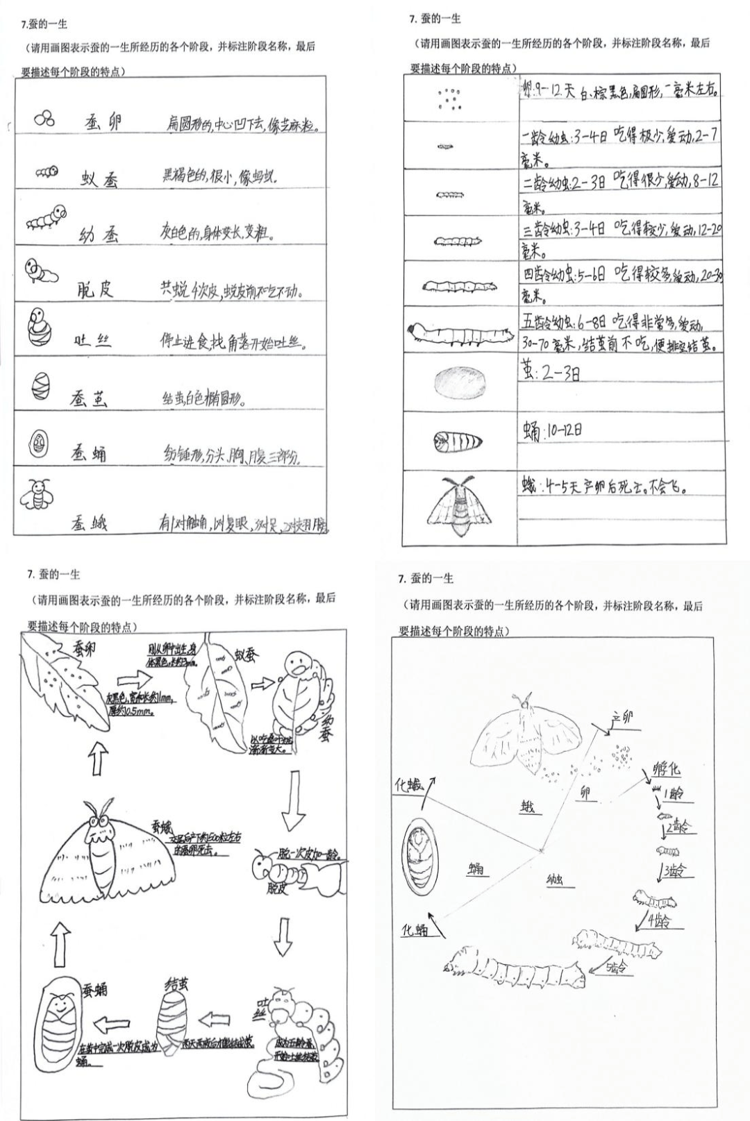 追寻蚕桑文化传承华夏瑰宝丨书林二小教育集团福海校区科学文化课纪实