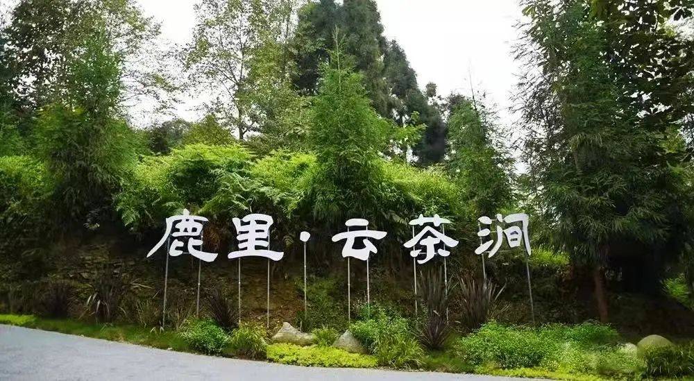 新潮彭派 最春游丨采茶正当时!白鹿镇的春天,都藏在这片茶园里