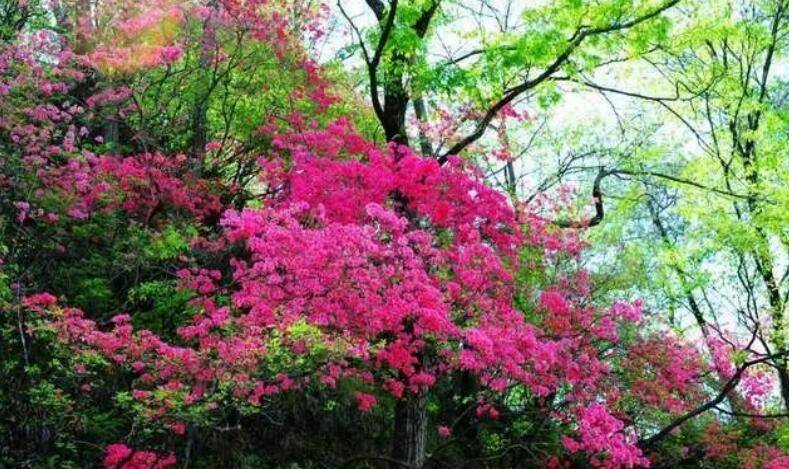 金寨:马鬃岭上映山红,十里花海醉人间