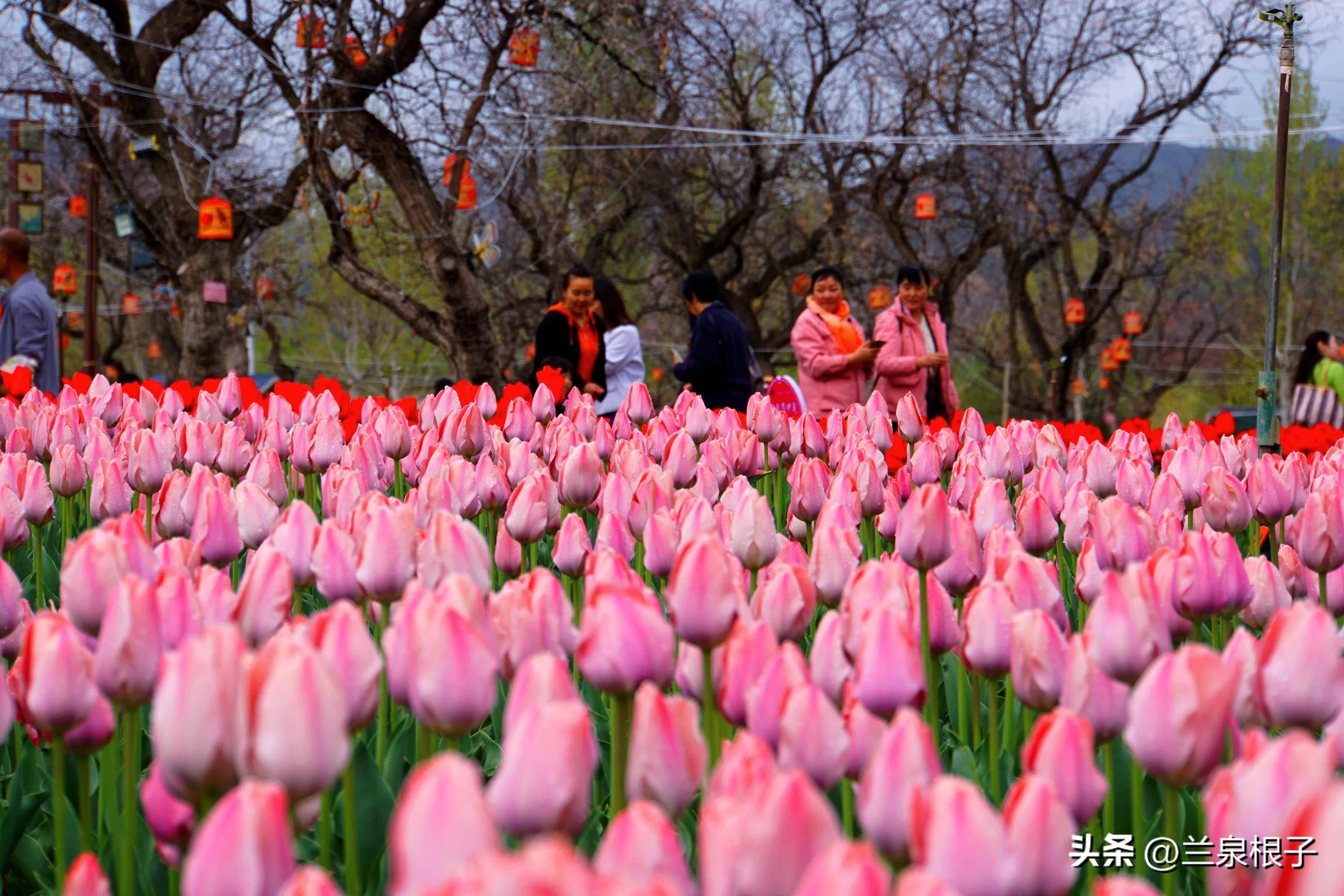 郁金香绽放 永靖迎来春日盛宴_永靖县_游客_象征