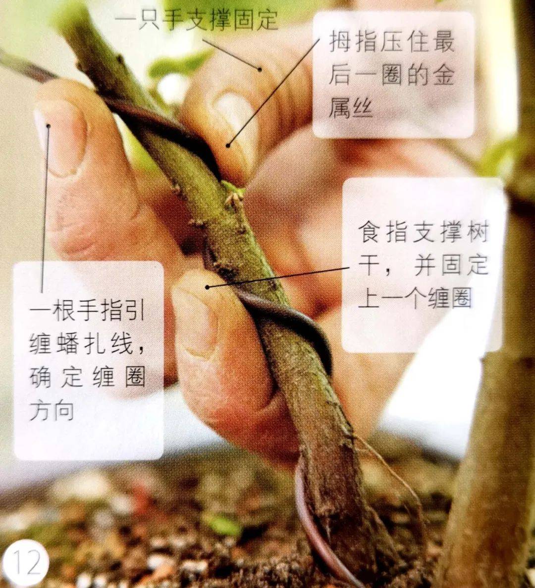 踏青拔两株野树苗,10步处理再修养半年,摇身一变双干式盆景!