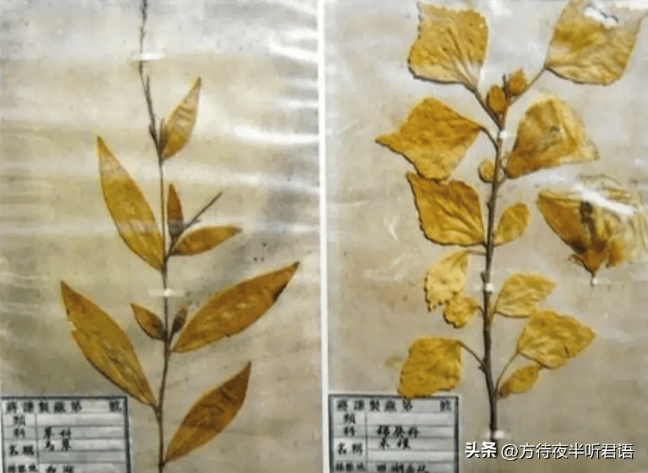 "就是一段树,只要浸在水中,枝叶便青葱得可爱.