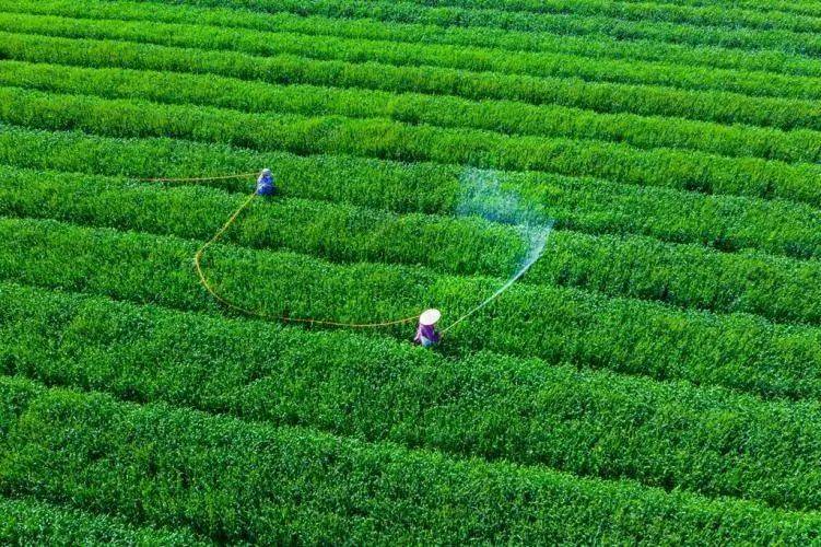 谷雨种棉花,能长好疙瘩.谷雨过三天,园里看牡丹.