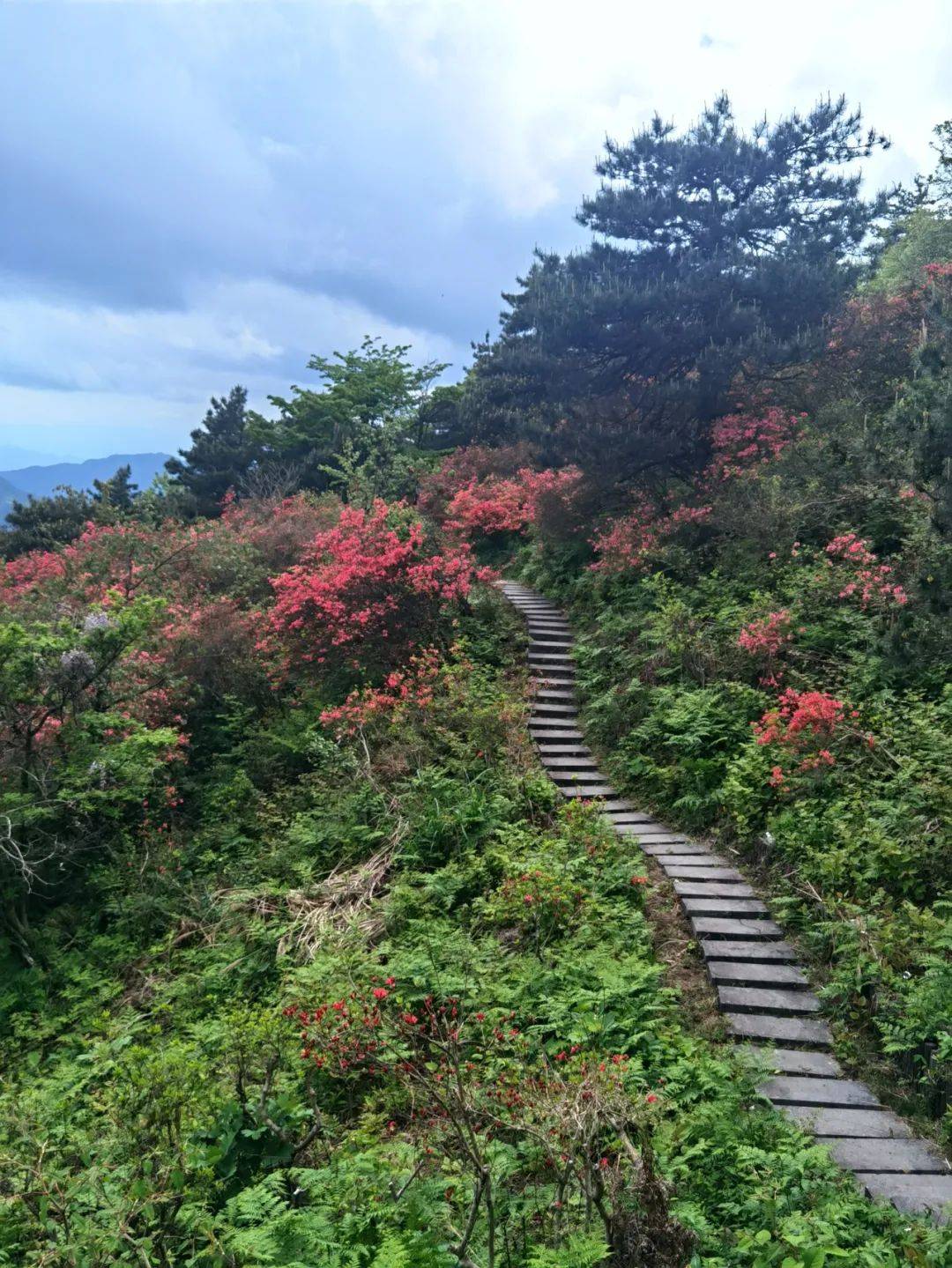 大声一点:高姥山的杜鹃花开了!