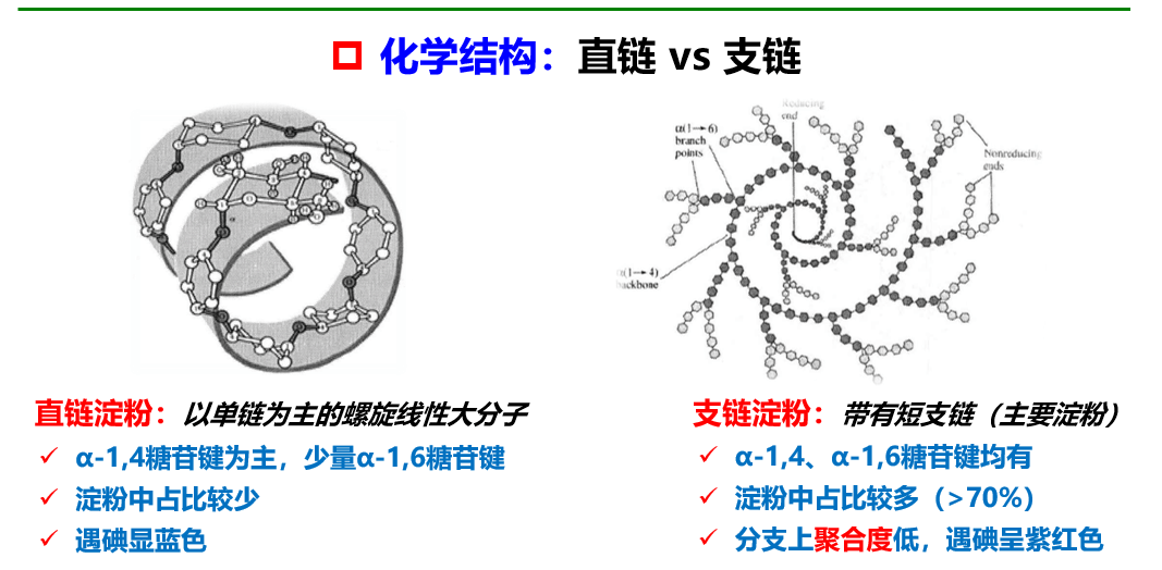 1淀粉的物理结构:淀粉来源不同,颗粒大小,形态差异大3.