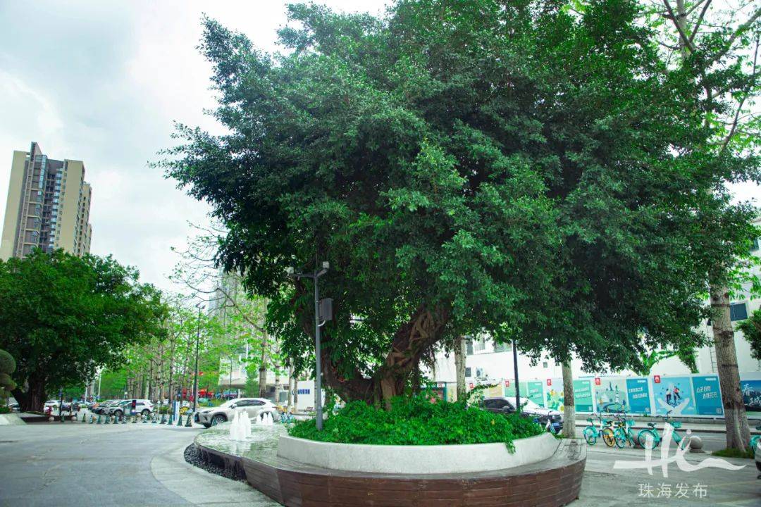 就在主城区!珠海这个千年古村像一条时光"画廊",藏着太多故事