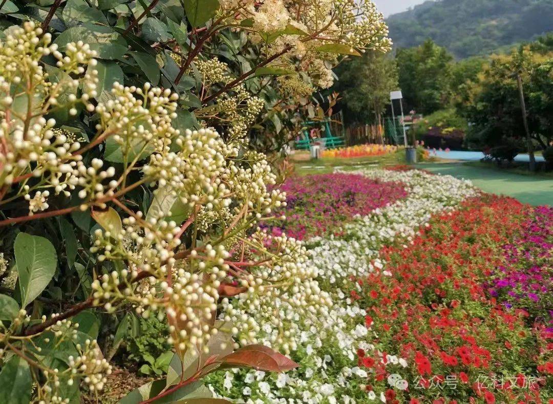 泉州鲜花港 门票图片