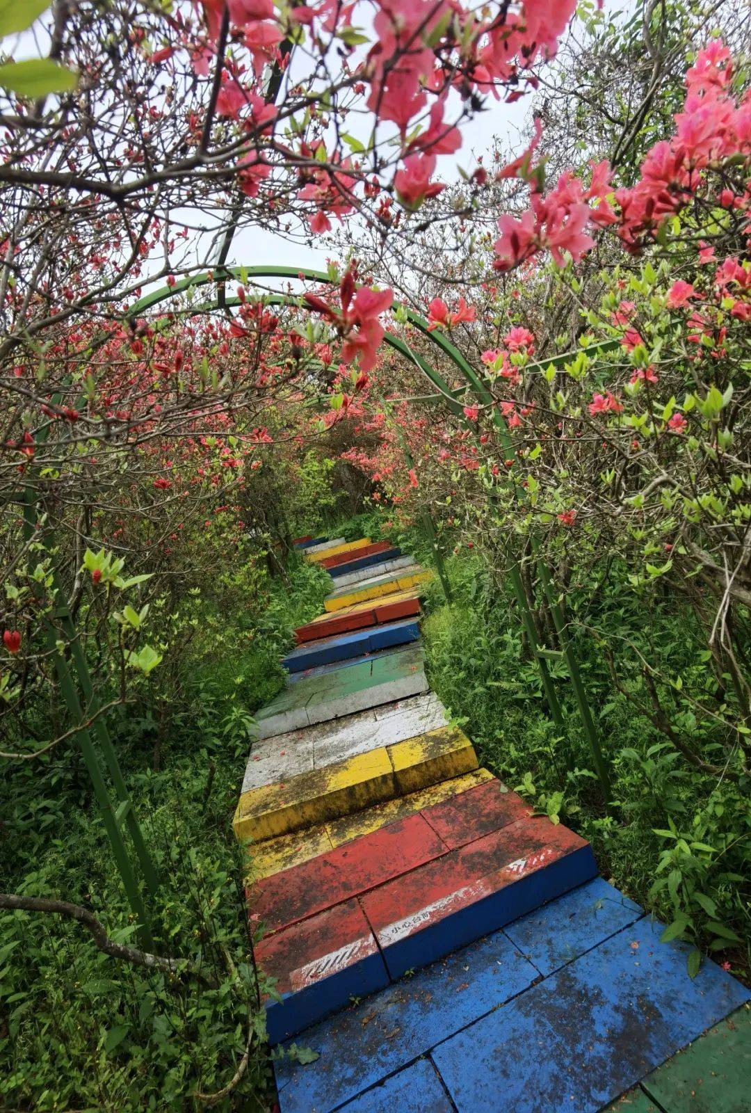 大声一点:高姥山的杜鹃花开了!