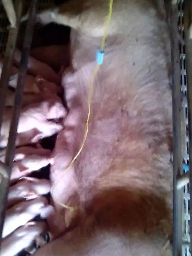 母猪产后输液三瓶法图片