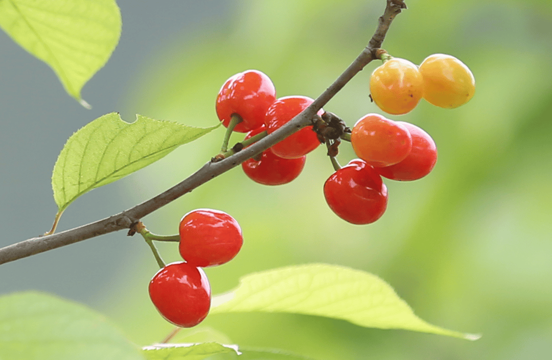 连续晴好天气,十堰人终于迎来吃樱桃的好时节