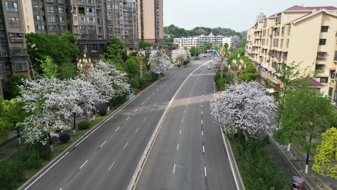 【资阳这一周】幸福大道最近美成这样!