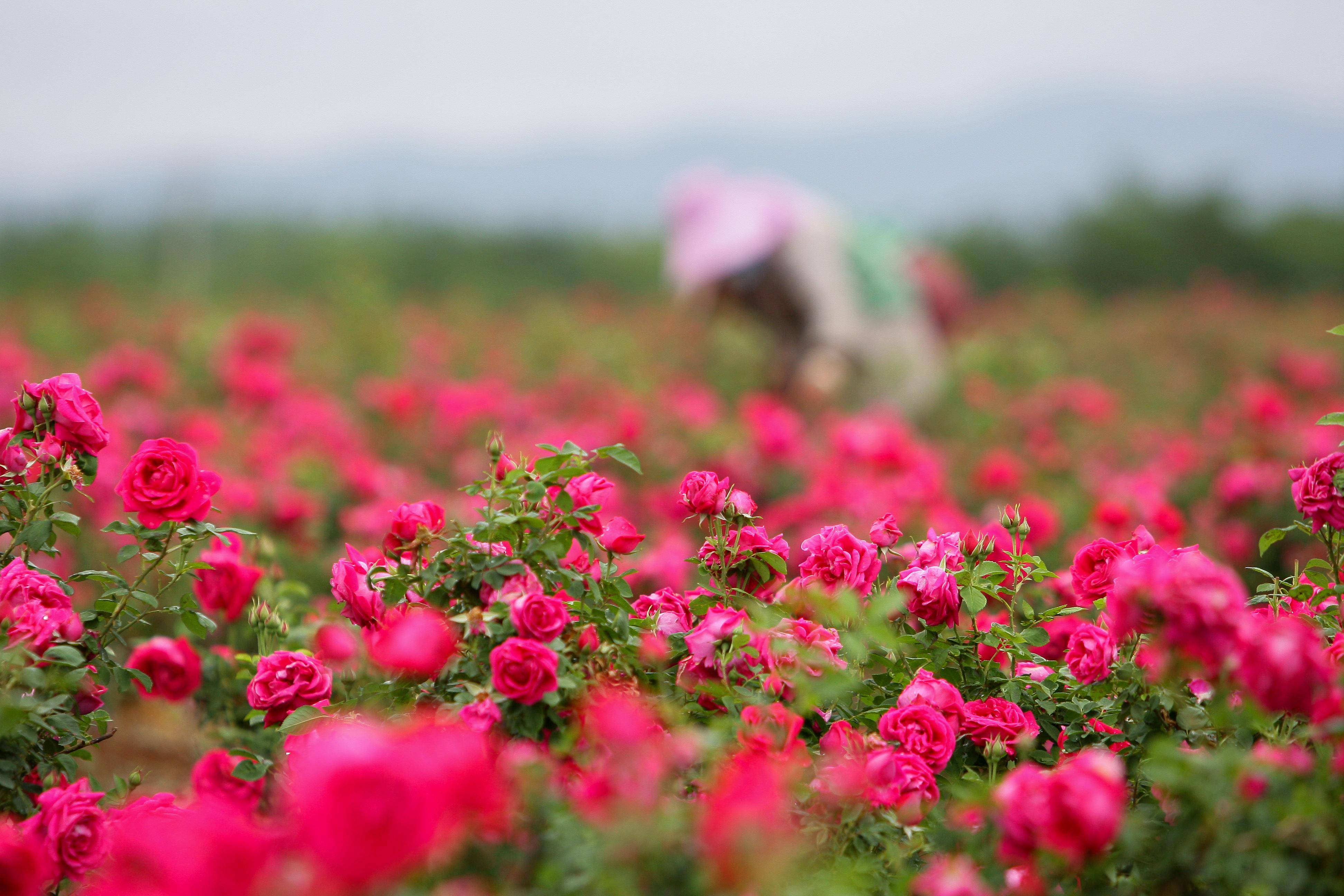 云南曲靖:玫瑰花开采收忙#