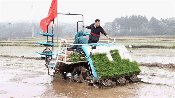 提单产 促增收 永州机械化合理密植推广忙