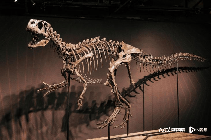 也是国内收藏展示美洲恐龙化石最多的博物馆,展出众多国内外罕见的