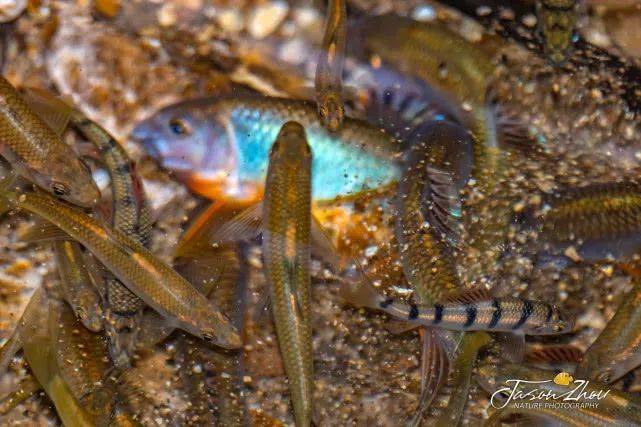 水中精灵宽鳍鱲,钓鱼人经常把它和马口鱼傻傻分不清楚