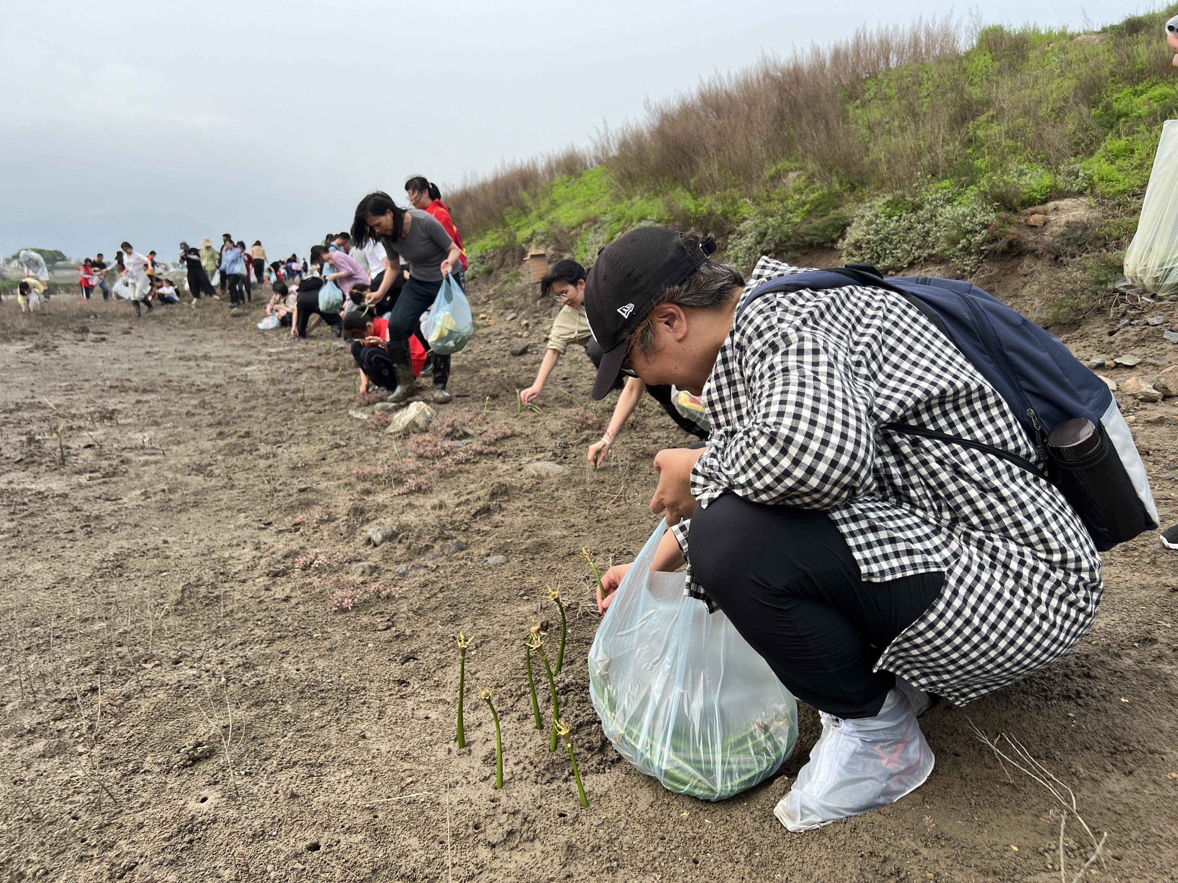 福清开展红树林修复与种植公益行动