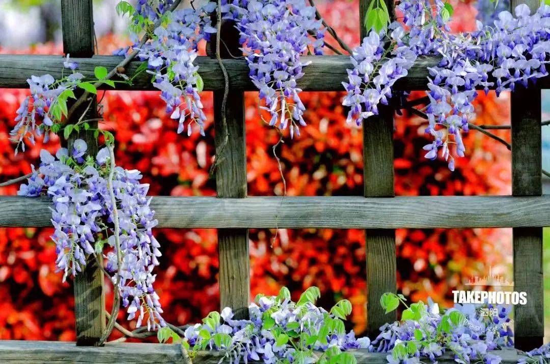 快来宿迁,走"花路"