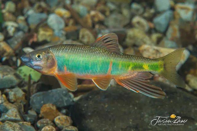 水中精灵宽鳍鱲,钓鱼人经常把它和马口鱼傻傻分不清楚