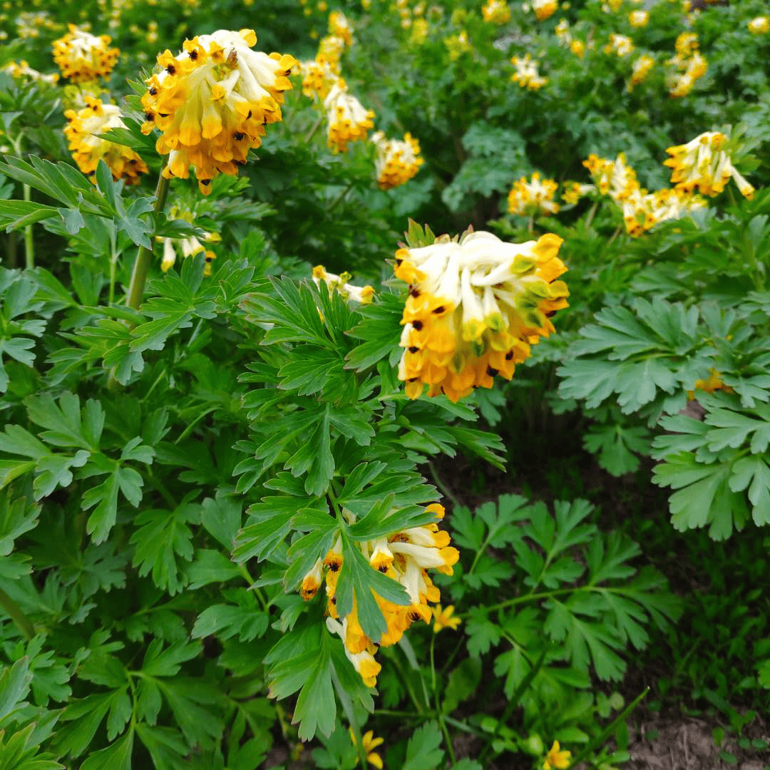 04花语:嫉妒,忍耐寂寞别名:山芋头,车前叶山慈菇,鸡腿参科属:百合科