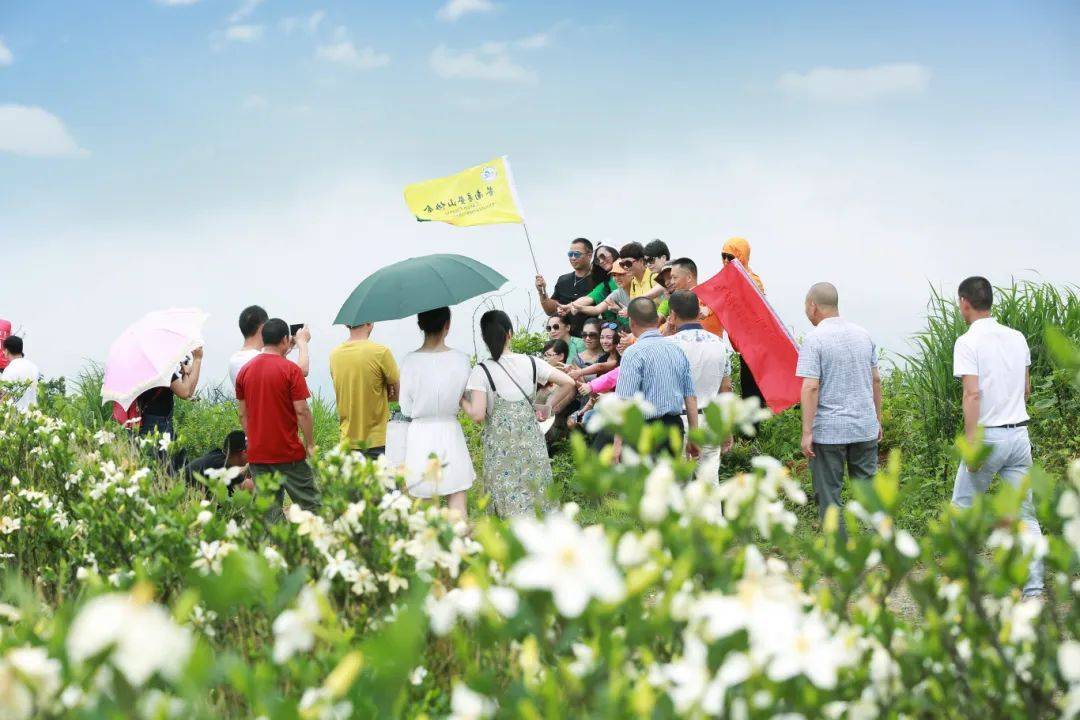 五凤栀子花种植基地——五凤"共富茶园"——玉苍山——住:玉苍山"第二