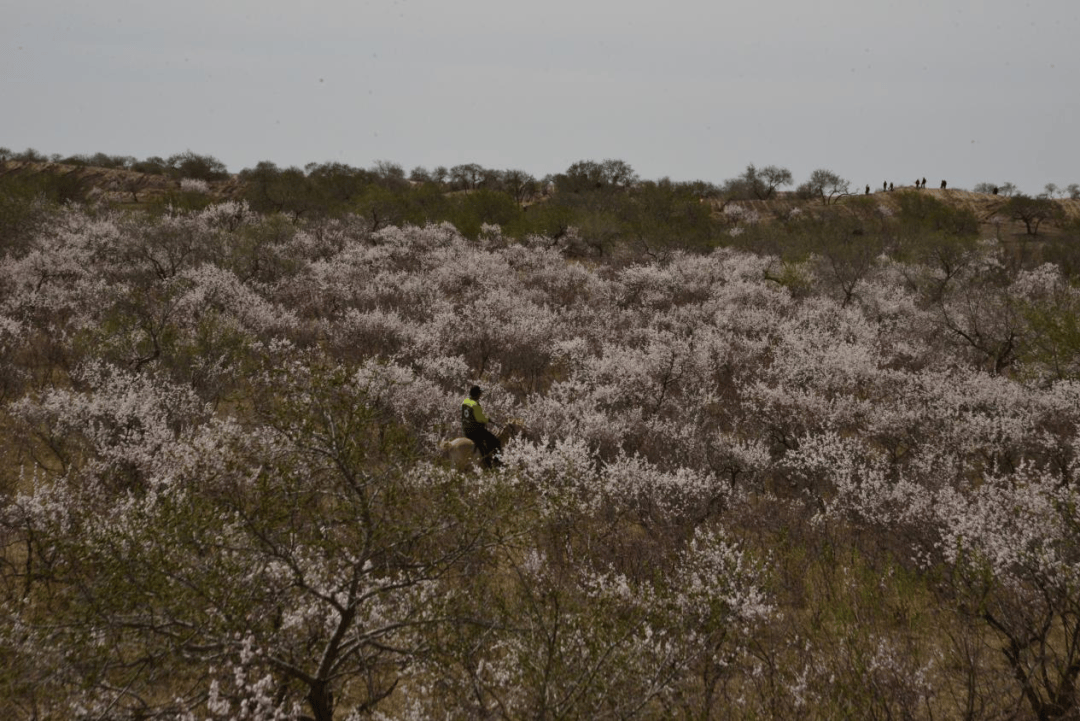 通榆县包拉温都杏花观赏季启动