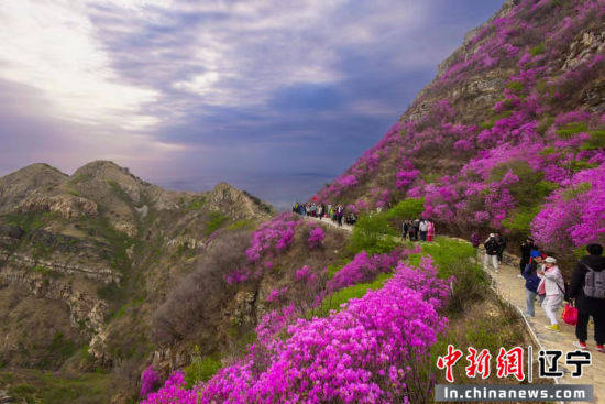 "2024中国大黑山杜鹃花海季"启幕