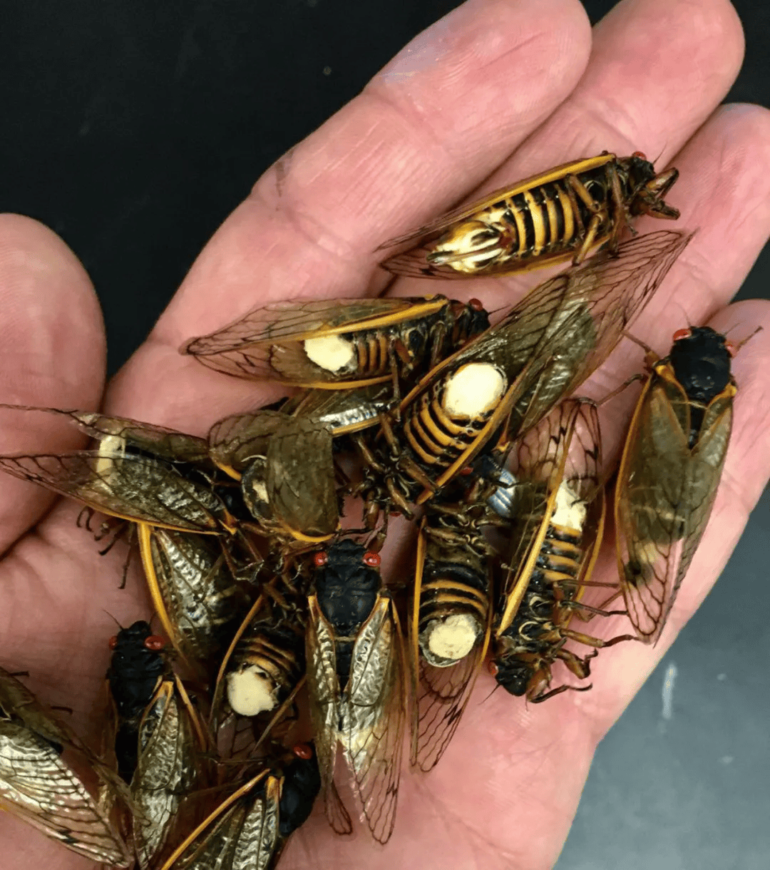 Brood 10 cicadas图片