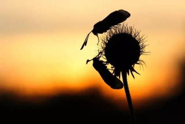 手机也能轻松拍摄出高逼格的剪影照